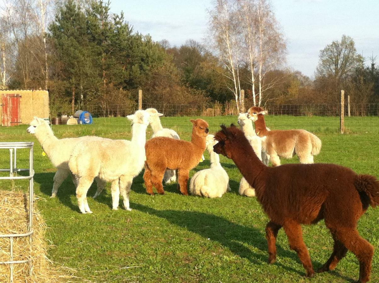 Ferienwohnungen Dirk Laurisch Radensdorf Esterno foto
